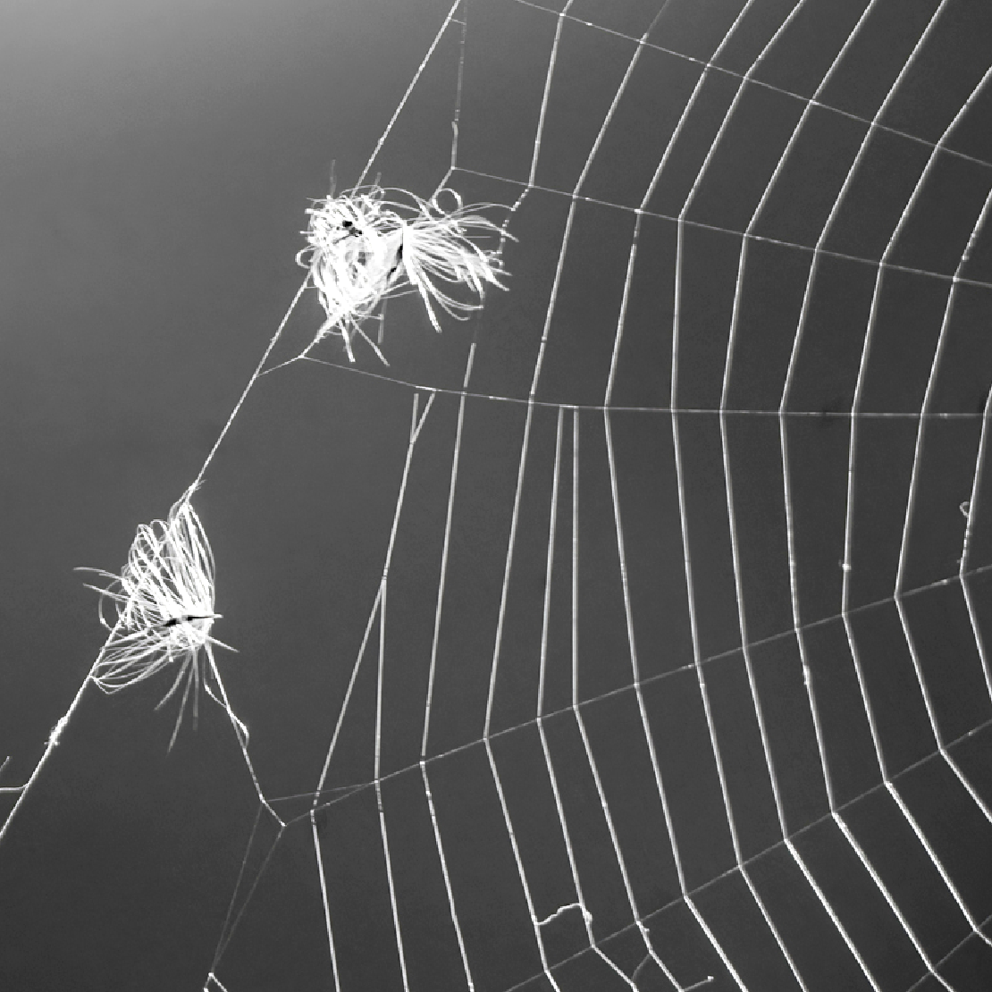 Spinnennetz mit Federn, das natürliches Webdesign repräsentiert