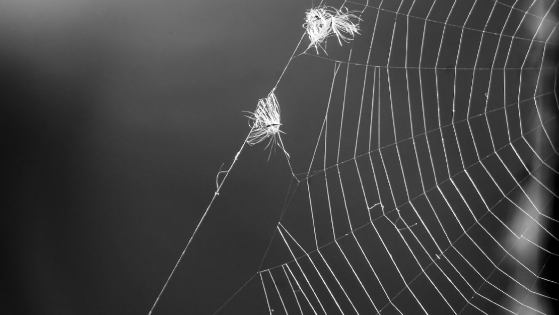 Spinnennetz mit Federn, das natürliches Webdesign repräsentiert