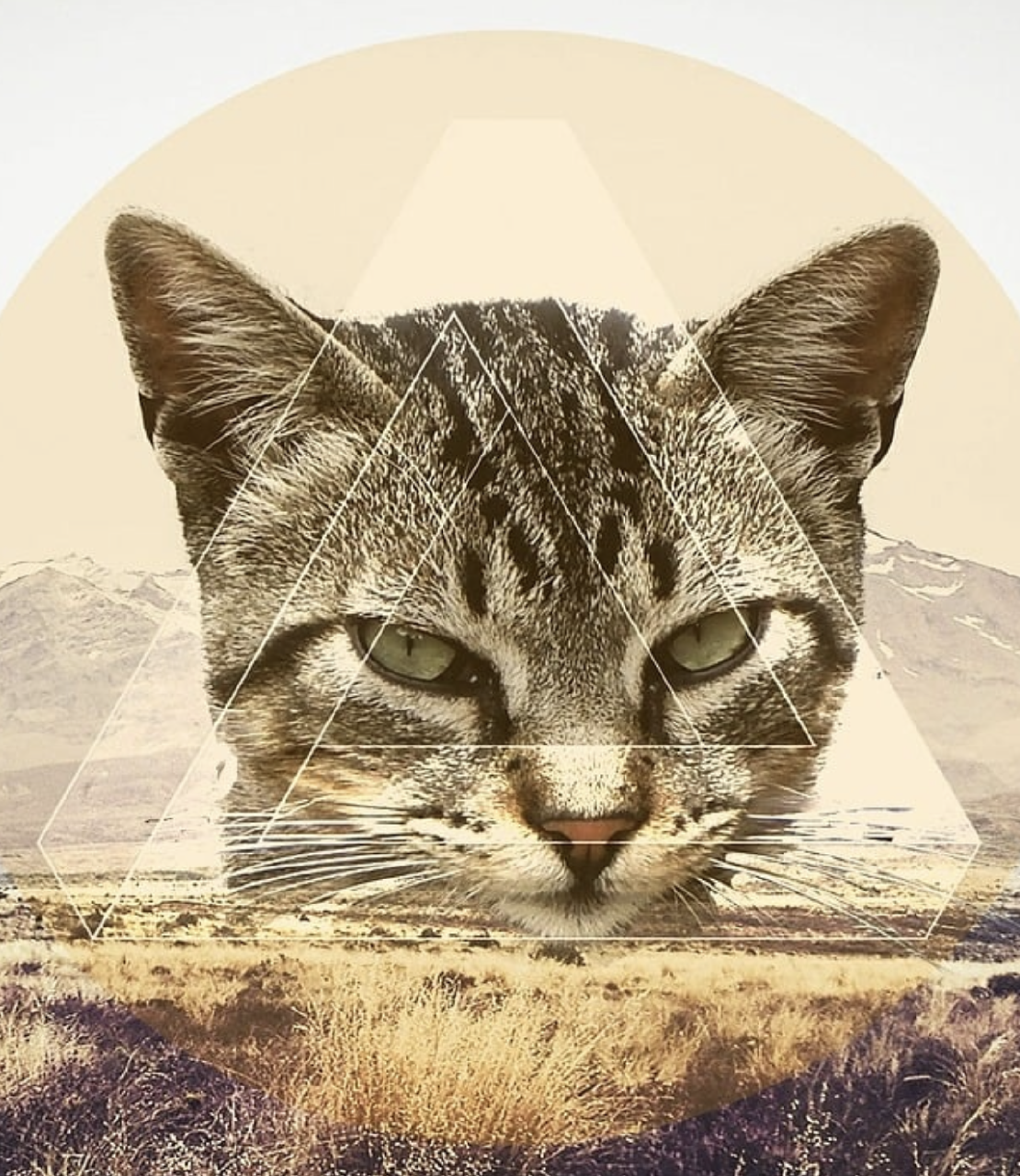 Katze, die interessiert auf einen Bildschirm schaut